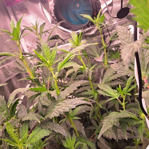 Krillins Kush growlog timeline photo