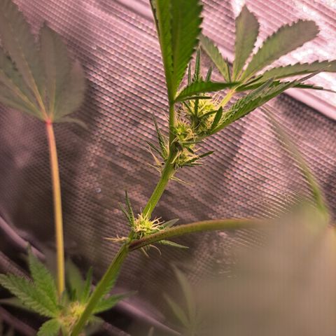 Pink Banana Trufflez growlog timeline photo
