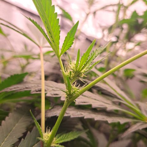 Pink Banana Trufflez growlog timeline photo