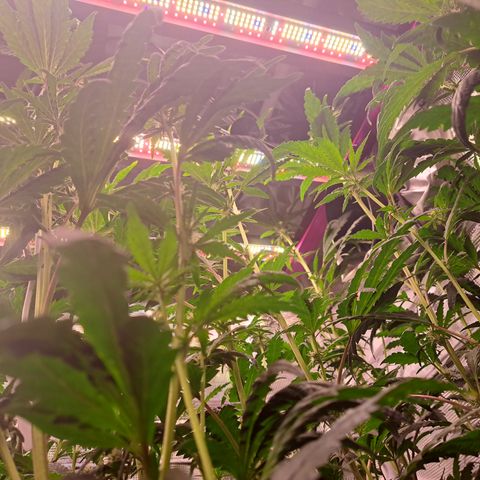 Krillins Kush growlog timeline photo