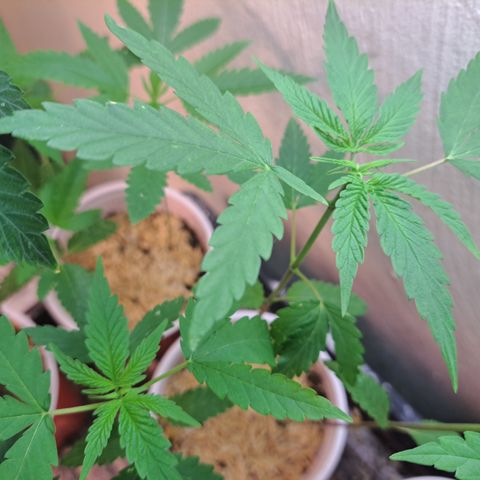 Purple Satellite x Peanut Butter Poop growlog timeline photo