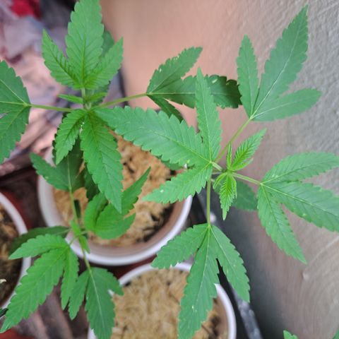 Jiffy Breath x Peanut Butter Poop  growlog timeline photo