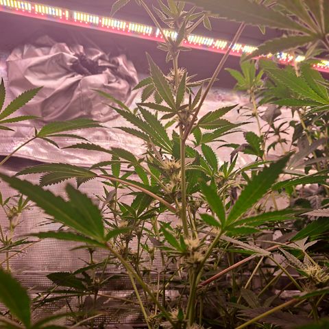 Pink Banana Trufflez growlog timeline photo