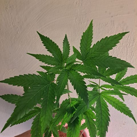 Purple Satellite x Peanut Butter Poop growlog timeline photo