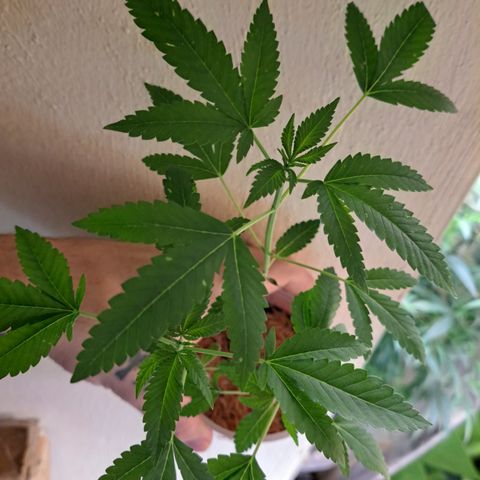 Jiffy Breath x Peanut Butter Poop  growlog timeline photo