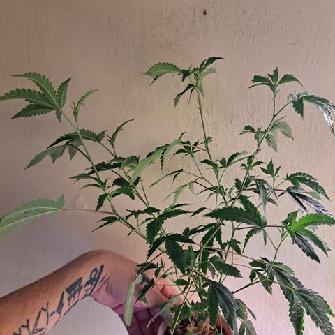 Pink Banana Trufflez (VAcut) growlog timeline photo