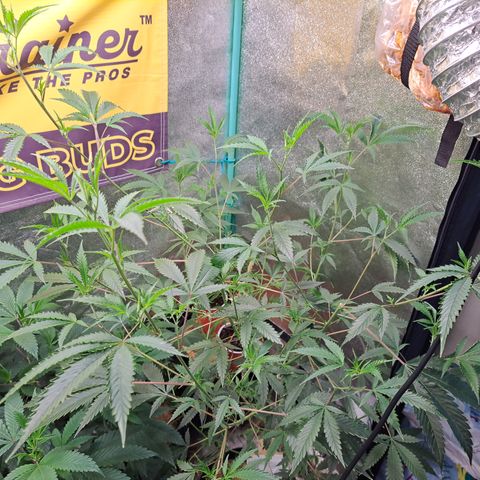 Malibu's Most Wanted growlog timeline photo