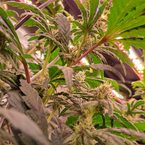 Krillins Kush growlog timeline photo