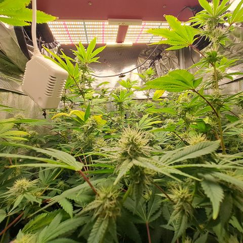 Gg#4 (josey cut) growlog timeline photo
