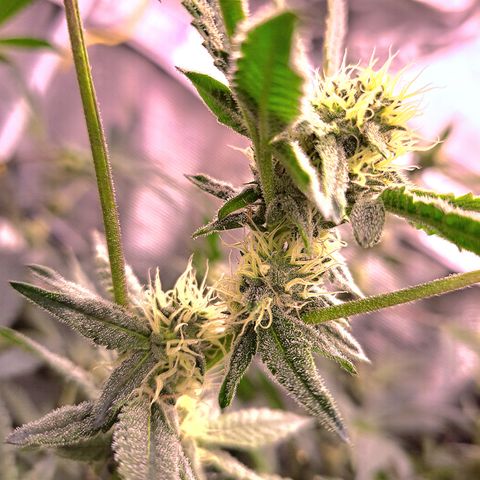 Pink Banana Trufflez growlog timeline photo