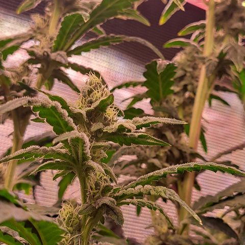 Krillins Kush growlog timeline photo