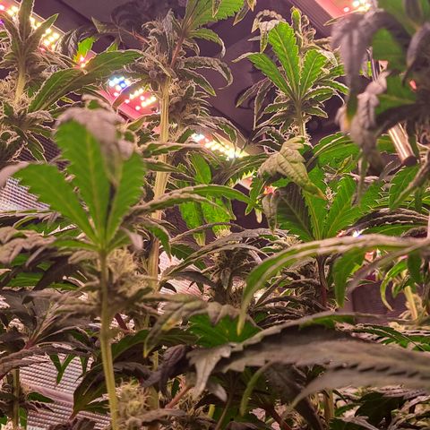 Krillins Kush growlog timeline photo