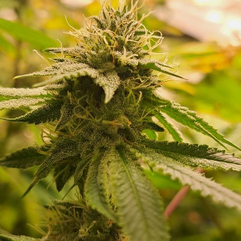 Gg#4 (josey cut) growlog timeline photo