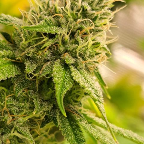 Gg#4 (josey cut) growlog timeline photo