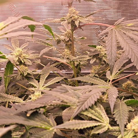Pink Banana Trufflez growlog timeline photo
