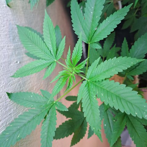 Jiffy Breath x Peanut Butter Poop  growlog timeline photo