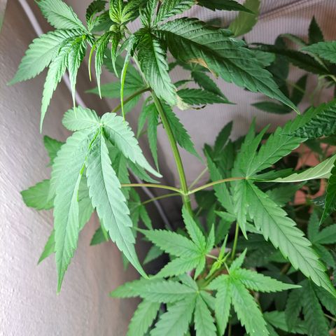Purple Satellite x Peanut Butter Poop growlog timeline photo