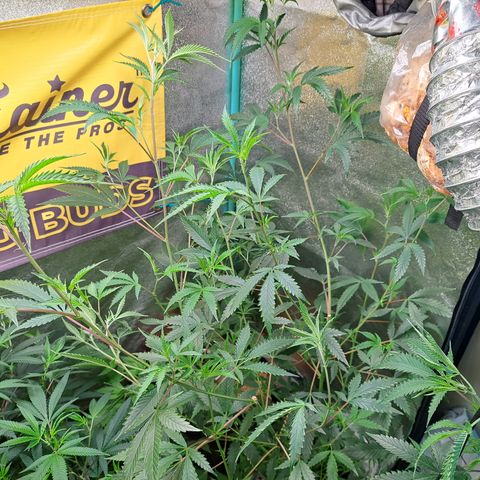 Malibu's Most Wanted growlog timeline photo