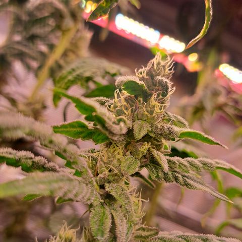 Krillins Kush growlog timeline photo