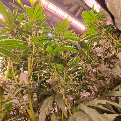 Krillins Kush growlog timeline photo