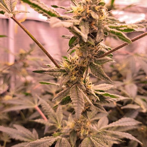 Pink Banana Trufflez growlog timeline photo