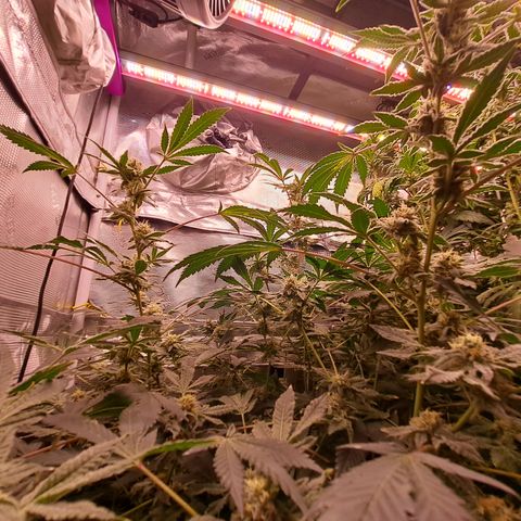 Pink Banana Trufflez growlog timeline photo