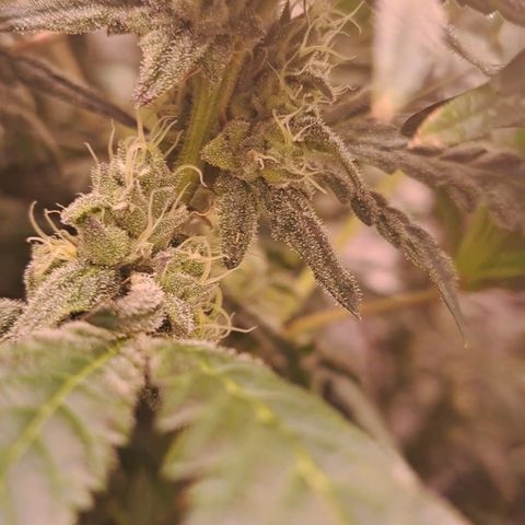Krillins Kush growlog timeline photo