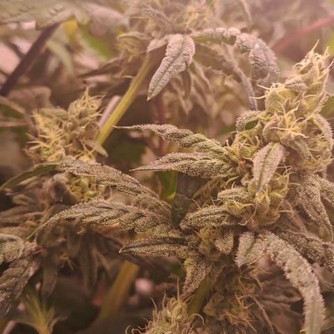 Krillins Kush growlog timeline photo