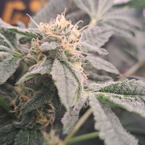 Pink Banana Trufflez growlog timeline photo