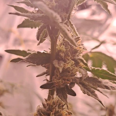 Pink Banana Trufflez growlog timeline photo