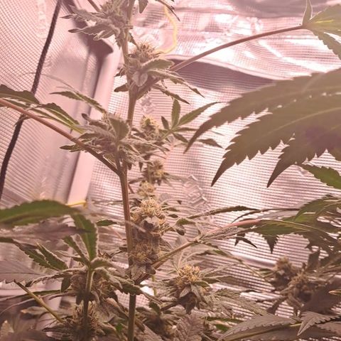 Pink Banana Trufflez growlog timeline photo