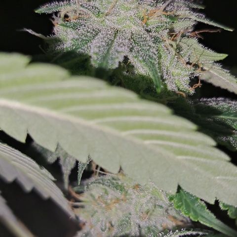 Gg#4 (josey cut) growlog timeline photo