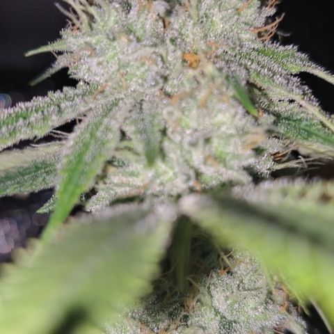 Gg#4 (josey cut) growlog timeline photo