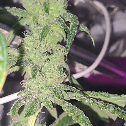 Krillins Kush growlog timeline photo