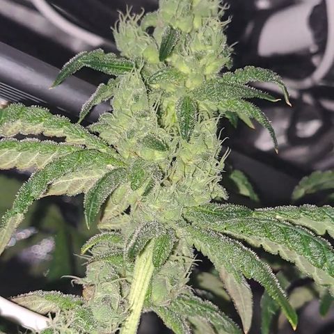 Krillins Kush growlog timeline photo