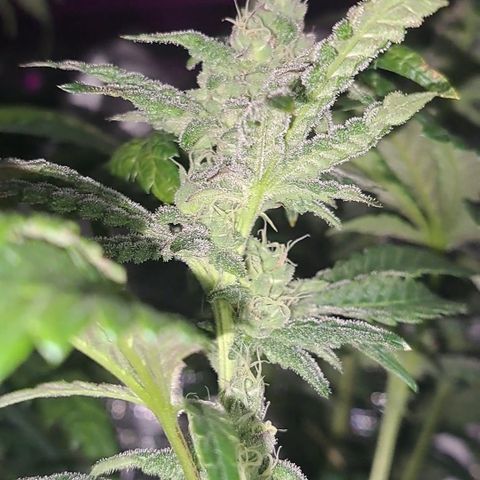 Krillins Kush growlog timeline photo