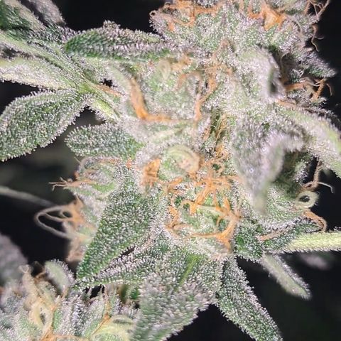Pink Banana Trufflez growlog timeline photo