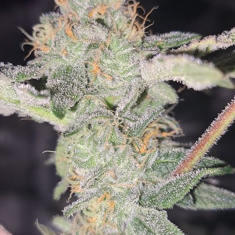 Pink Banana Trufflez growlog timeline photo