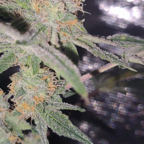 Pink Banana Trufflez growlog timeline photo