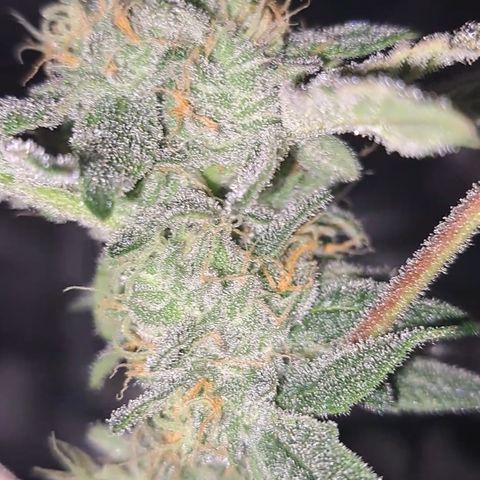 Pink Banana Trufflez growlog timeline photo