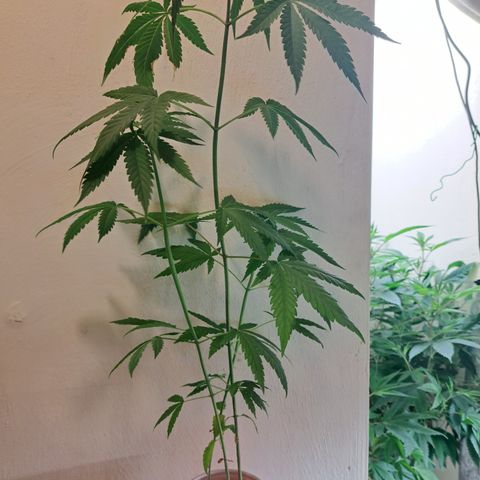 Purple Satellite x Peanut Butter Poop growlog timeline photo