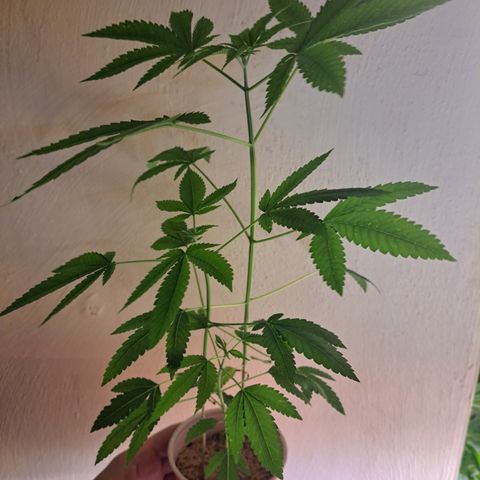 Jiffy Breath x Peanut Butter Poop  growlog timeline photo