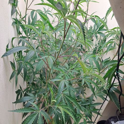 Malibu's Most Wanted growlog timeline photo