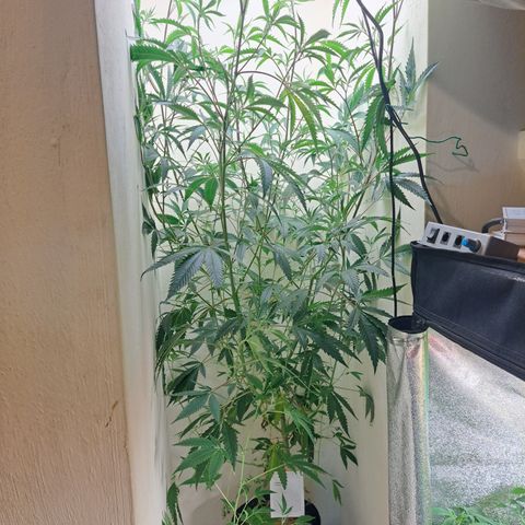 Malibu's Most Wanted growlog timeline photo