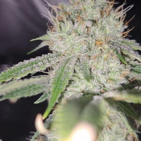 Gg#4 (josey cut) growlog timeline photo