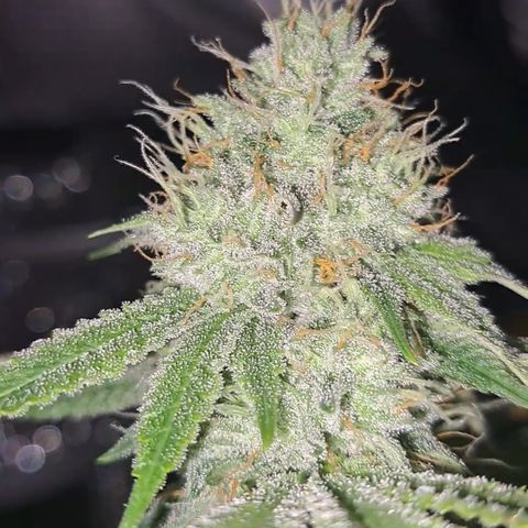 Gg#4 (josey cut) growlog timeline photo