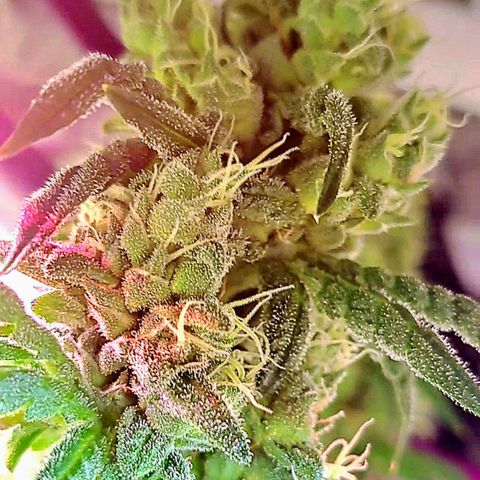 Krillins Kush growlog timeline photo