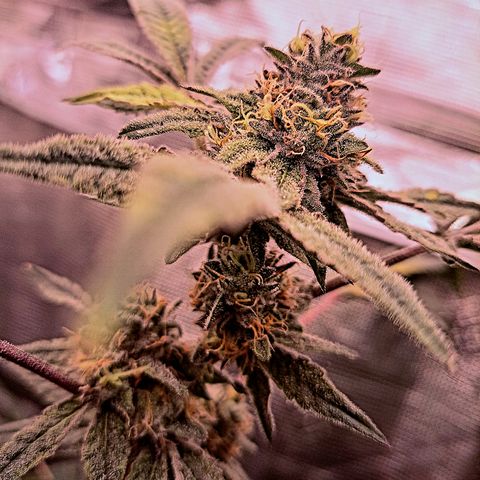 Pink Banana Trufflez growlog timeline photo