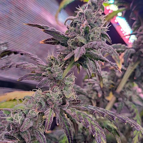 Krillins Kush growlog timeline photo