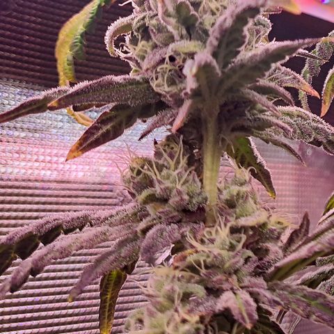 Krillins Kush growlog timeline photo